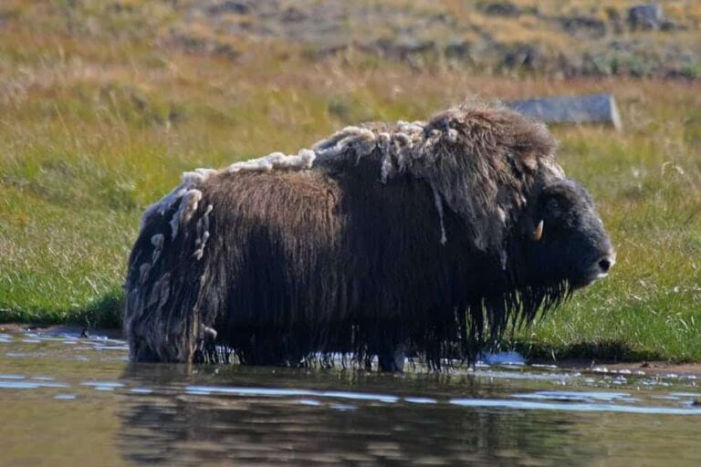 Musk Ox Hike | Kangerlussuaq | West Greenland - Image 18