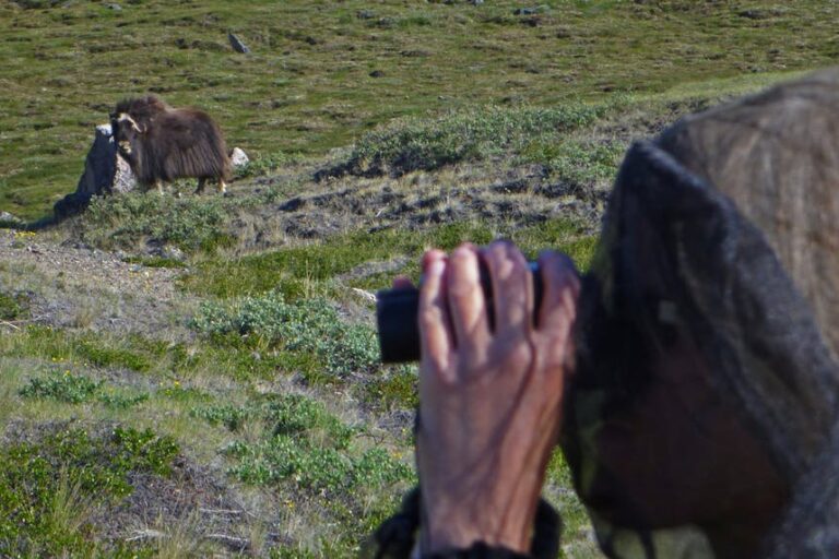 Musk Ox Hike | Kangerlussuaq | West Greenland - Image 20
