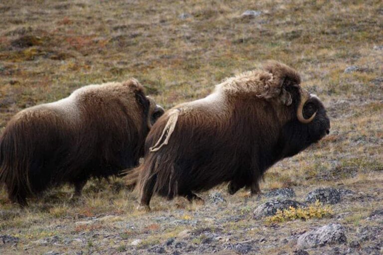 Musk Ox Hike | Kangerlussuaq | West Greenland - Image 21