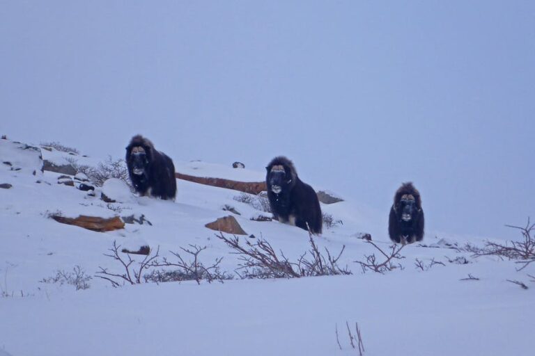 Musk Ox Hike | Kangerlussuaq | West Greenland - Image 5