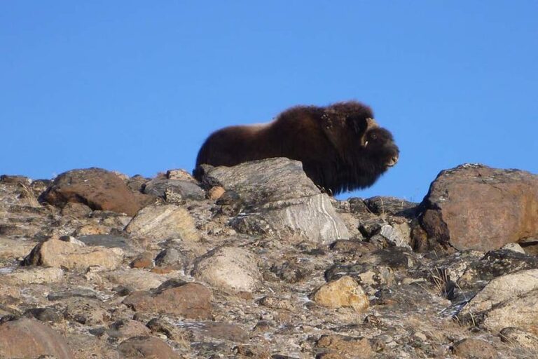 Musk Ox Hike | Kangerlussuaq | West Greenland - Image 8