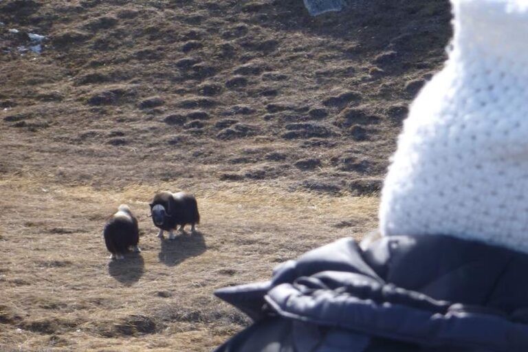 Musk Ox Hike | Kangerlussuaq | West Greenland - Image 9