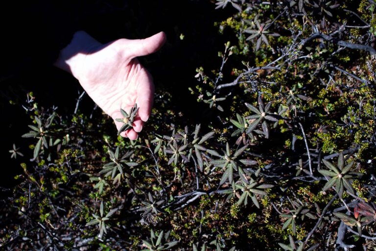 Private Catch'n'Eat | Qooqqut Nuan | Nuuk - Image 18