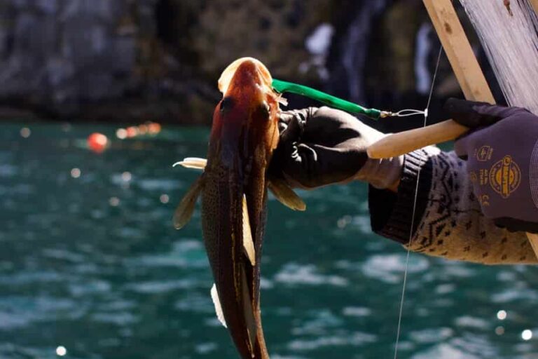 Private Catch'n'Eat | Qooqqut Nuan | Nuuk - Image 7