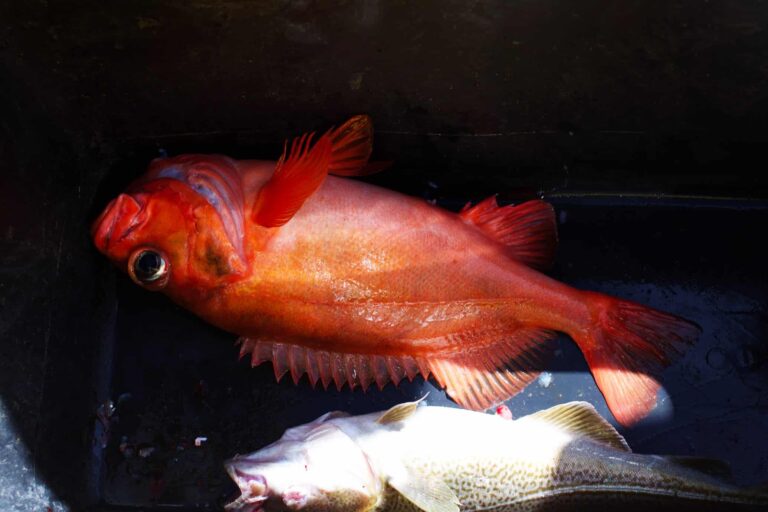 Private Deep Sea Fishing Tour | Nuuk - Image 9