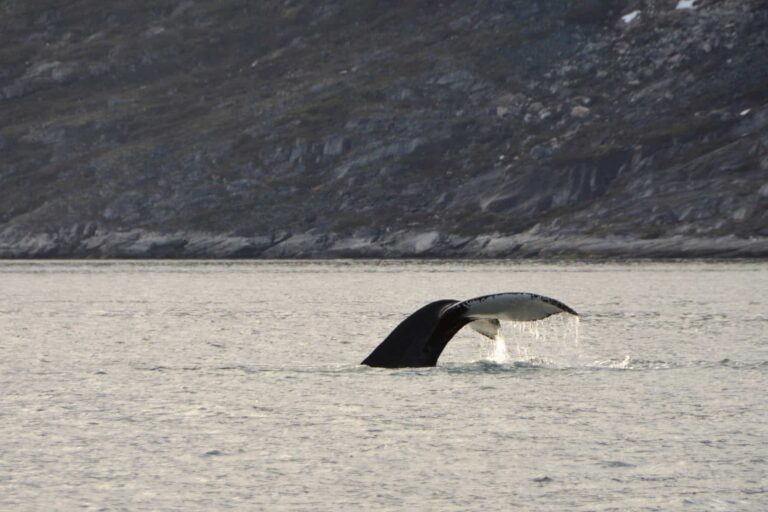 Private Fiord Adventure | Nuuk - Image 8