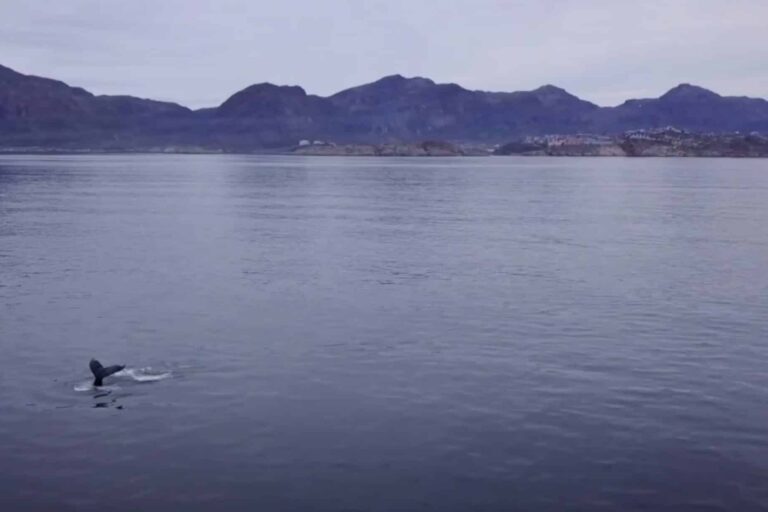 Private sea safari in open boat | Sisimiut - Image 4