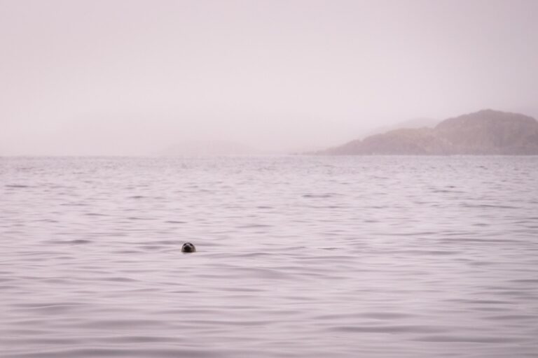 Private sea safari in open boat | Sisimiut - Image 8