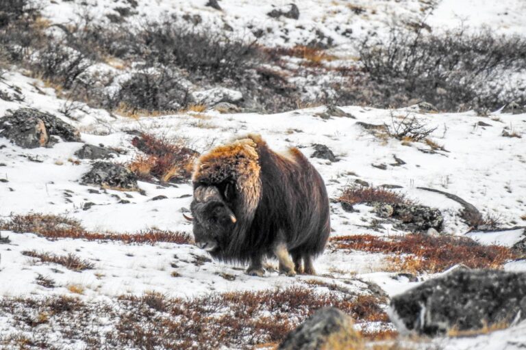 Whale & Musk Ox Safari by boat | Uummannaq | North Greenland - Image 6