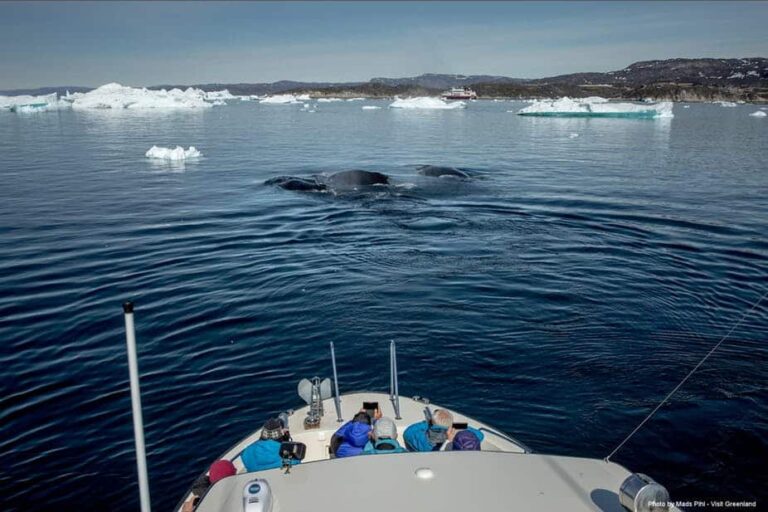 Private Whale Safari | Ilulissat | Disko Bay - Image 7