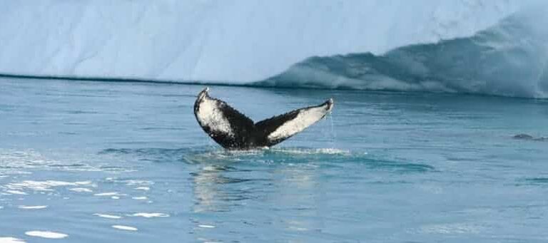 Private Whale Safari | Ilulissat | Disko Bay - Image 5