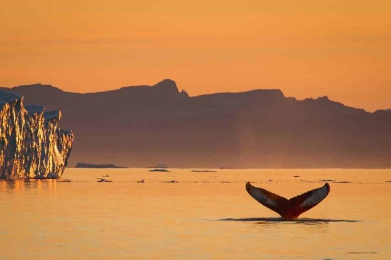 Private Whale Safari | Ilulissat | Disko Bay - Image 4