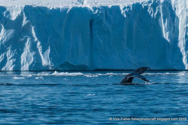 Private Whale Safari | Ilulissat | Disko Bay - Image 3