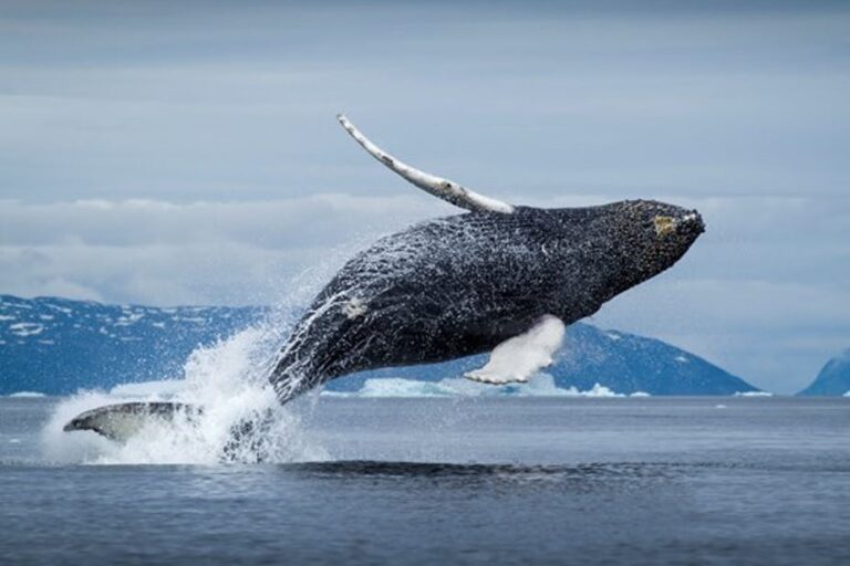 Private Whale Safari | Ilulissat | Disko Bay - Image 2
