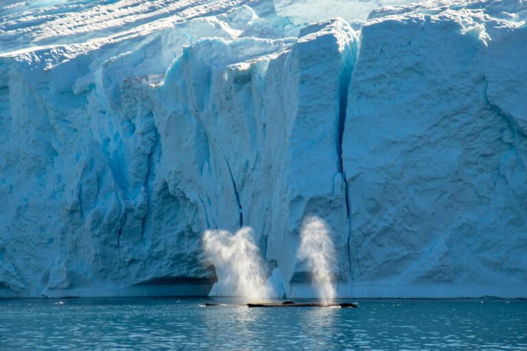 Whale Safari | Uummannaq | North Greenland - Image 2
