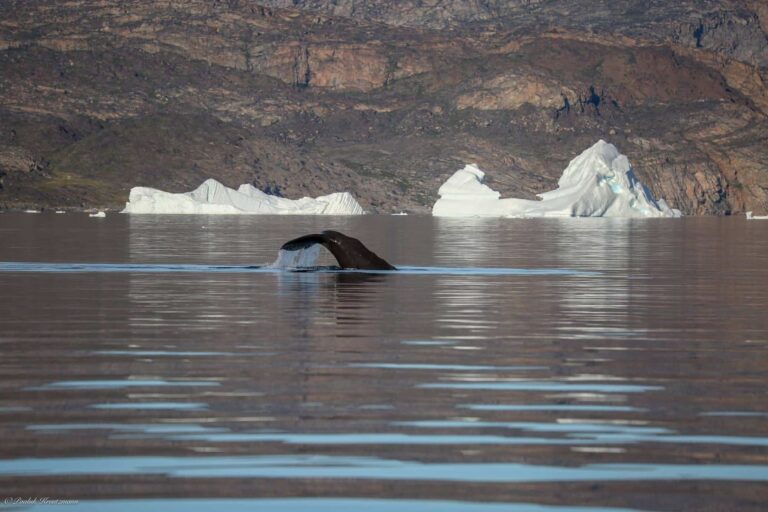 Whale Safari | Uummannaq | North Greenland - Image 3
