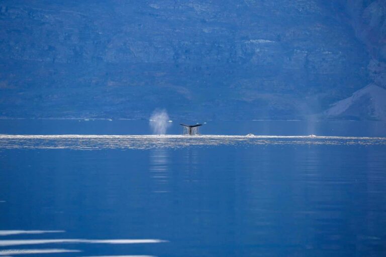Whale Safari | Uummannaq | North Greenland - Image 4