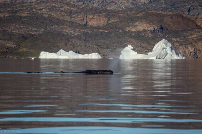 Whale Safari | Uummannaq | North Greenland - Image 5