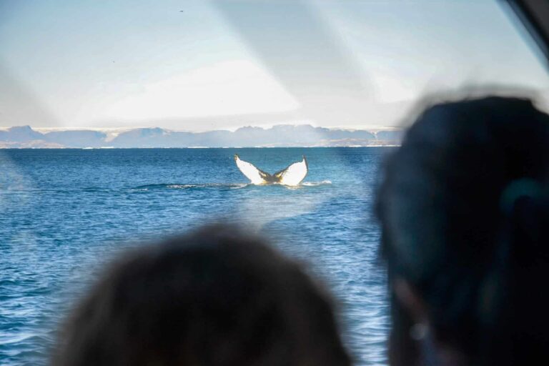 Whale Safari | Uummannaq | North Greenland - Image 7