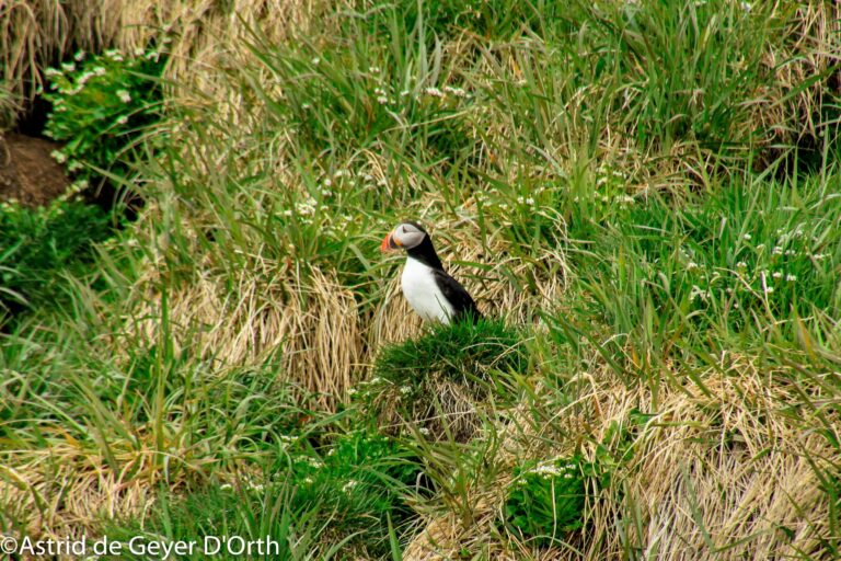 Søpapegøje (Lunde) Safari | Nuuk - Billede 7