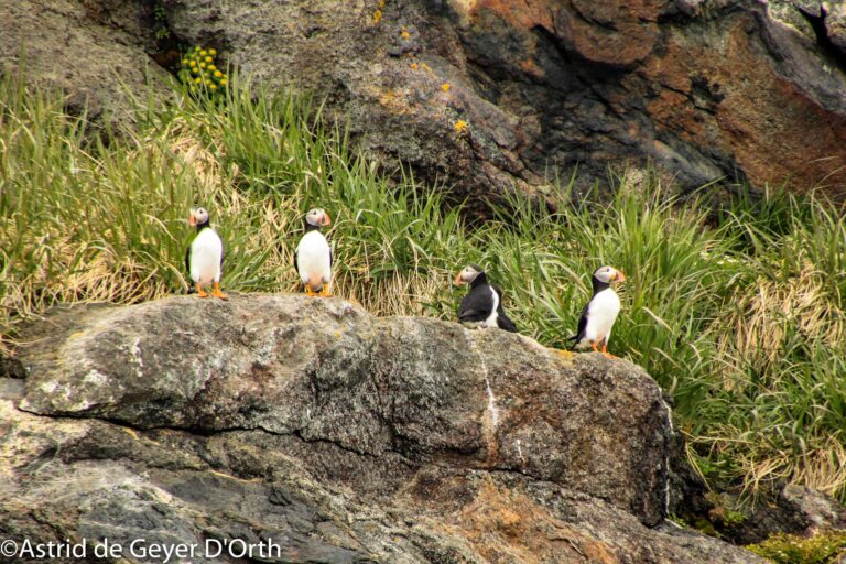 Søpapegøje (Lunde) Safari | Nuuk - Billede 15