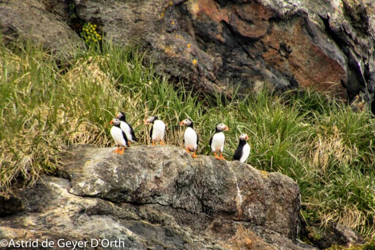 Søpapegøje (Lunde) Safari | Nuuk - Billede 6