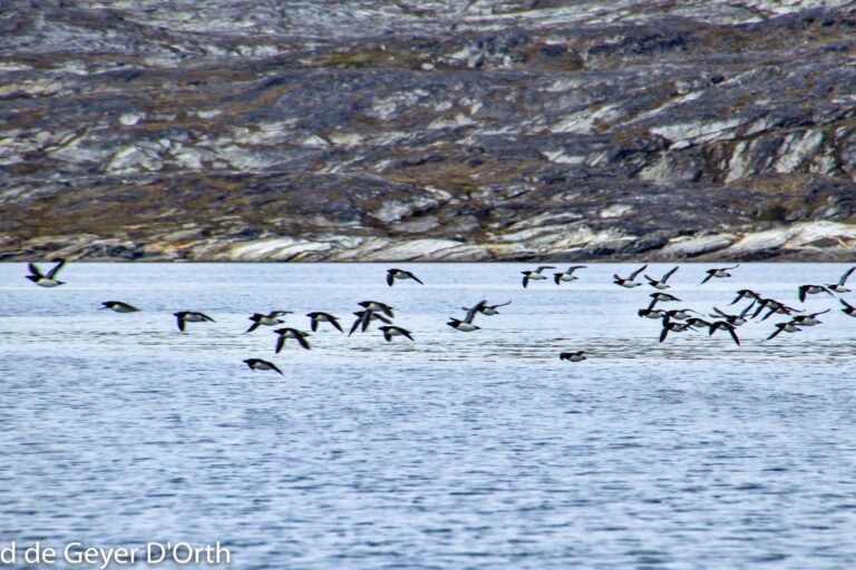 Søpapegøje (Lunde) Safari | Nuuk - Billede 8