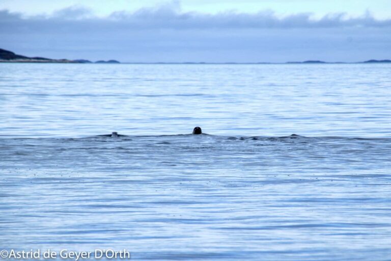 Søpapegøje (Lunde) Safari | Nuuk - Billede 9