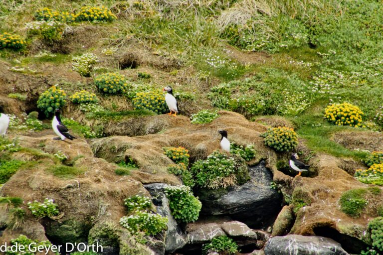 Søpapegøje (Lunde) Safari | Nuuk - Billede 10