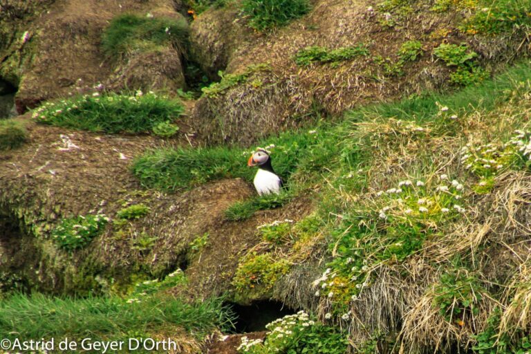 Søpapegøje (Lunde) Safari | Nuuk - Billede 12