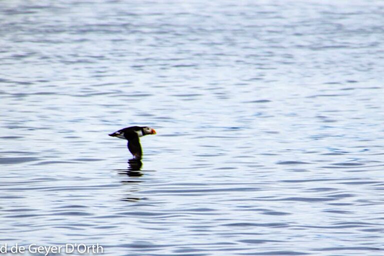 Søpapegøje (Lunde) Safari | Nuuk - Billede 13