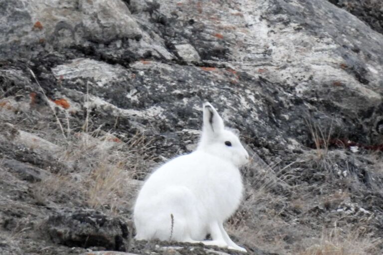 Quassussuaq fjeldtur | Nuuk - Billede 7