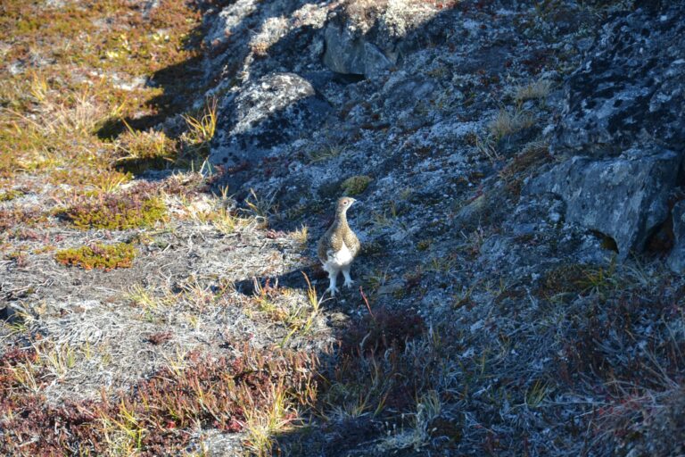 Quassussuaq fjeldtur | Nuuk - Billede 8