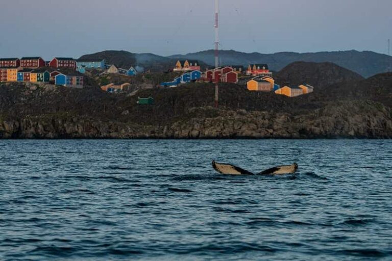 Havsafari i Sisimiut I Vestgrønland - Billede 3