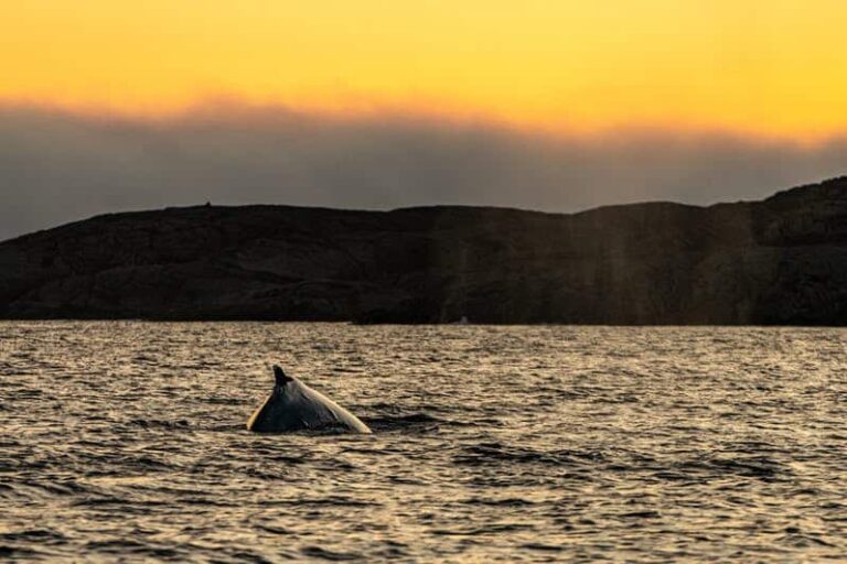 Havsafari i Sisimiut I Vestgrønland - Billede 11