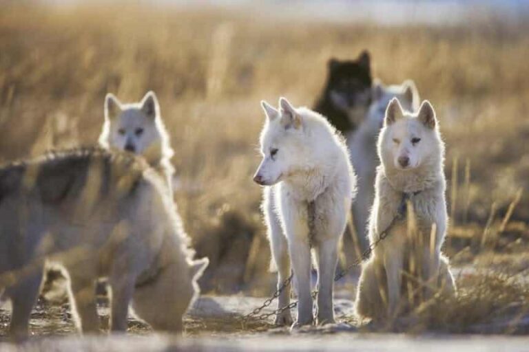 Sightseeing In Kangerlussuaq | West Greenland - Image 3