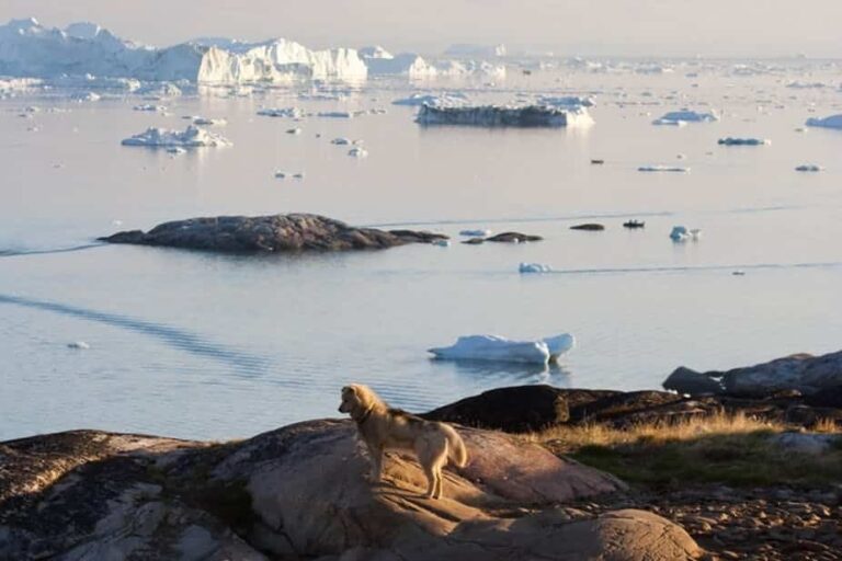 Summer in Ittoqqortoormiit | 4 Days | East Greenland - Image 8