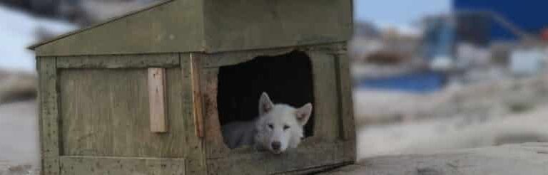 Meet Sled Dogs | Ilulissat | Disko Bay - Image 3