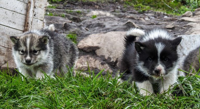 Meet Sled Dogs | Ilulissat | Disko Bay - Image 4