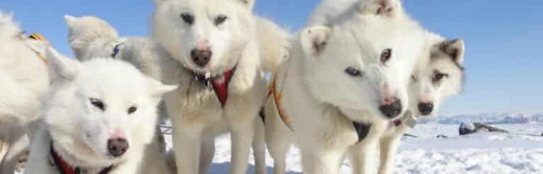 Meet Sled Dogs | Ilulissat | Disko Bay - Image 6