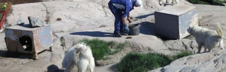 Meet Sled Dogs | Ilulissat | Disko Bay - Image 7