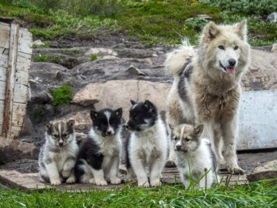 Meet Sled Dogs | Ilulissat | Disko Bay