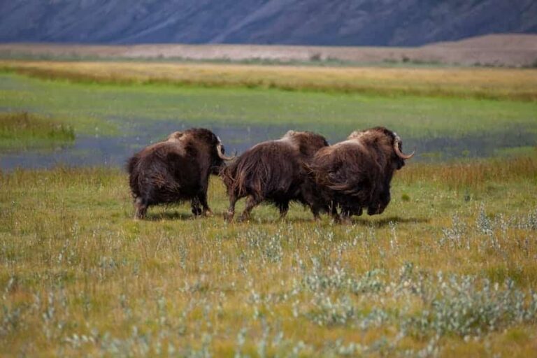 Tundra og Dyreliv | Kangerlussuaq | Vest Grønland - Billede 6