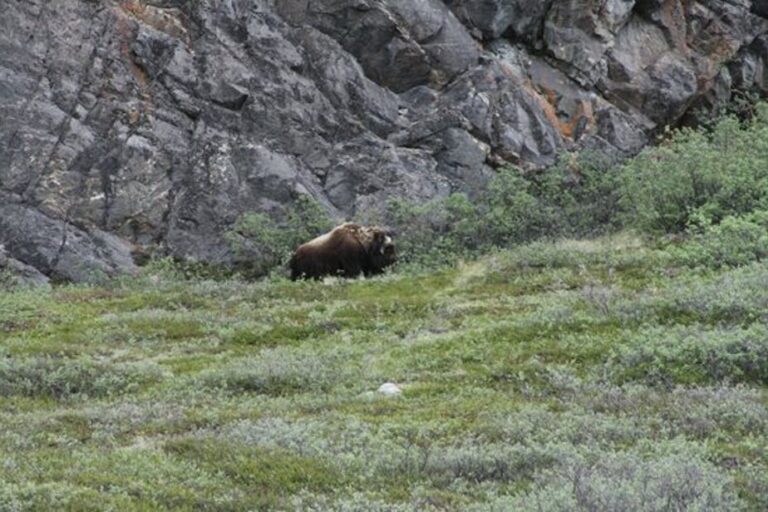 Tundra og Dyreliv | Kangerlussuaq | Vest Grønland - Billede 11