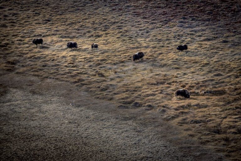 Tundra og Dyreliv | Kangerlussuaq | Vest Grønland - Billede 12