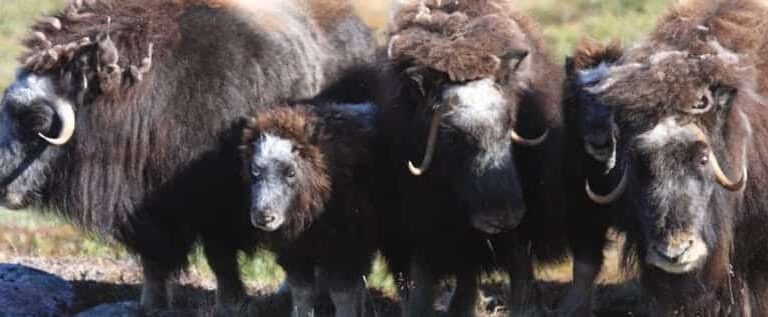 Tundra og Dyreliv | Kangerlussuaq | Vest Grønland - Billede 13