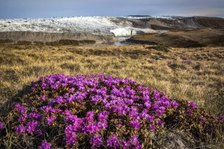 Tundra og Dyreliv | Kangerlussuaq | Vest Grønland - Billede 14