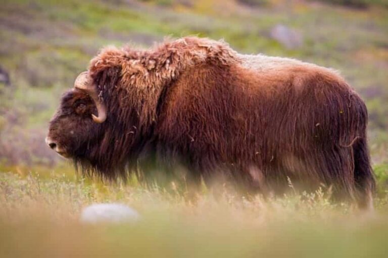 Tundra og Dyreliv | Kangerlussuaq | Vest Grønland - Billede 15