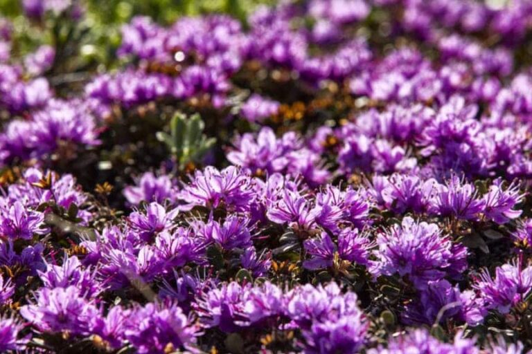 Tundra og Dyreliv | Kangerlussuaq | Vest Grønland - Billede 16