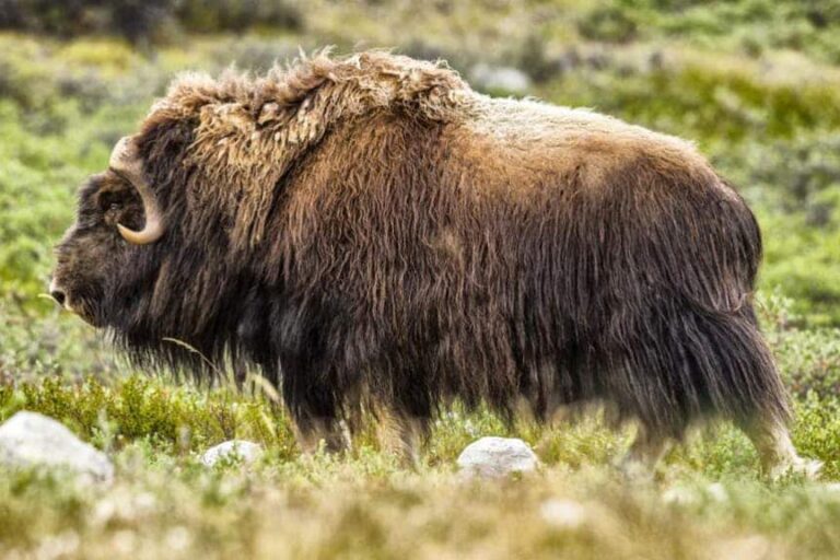 Tundra og Dyreliv | Kangerlussuaq | Vest Grønland - Billede 2